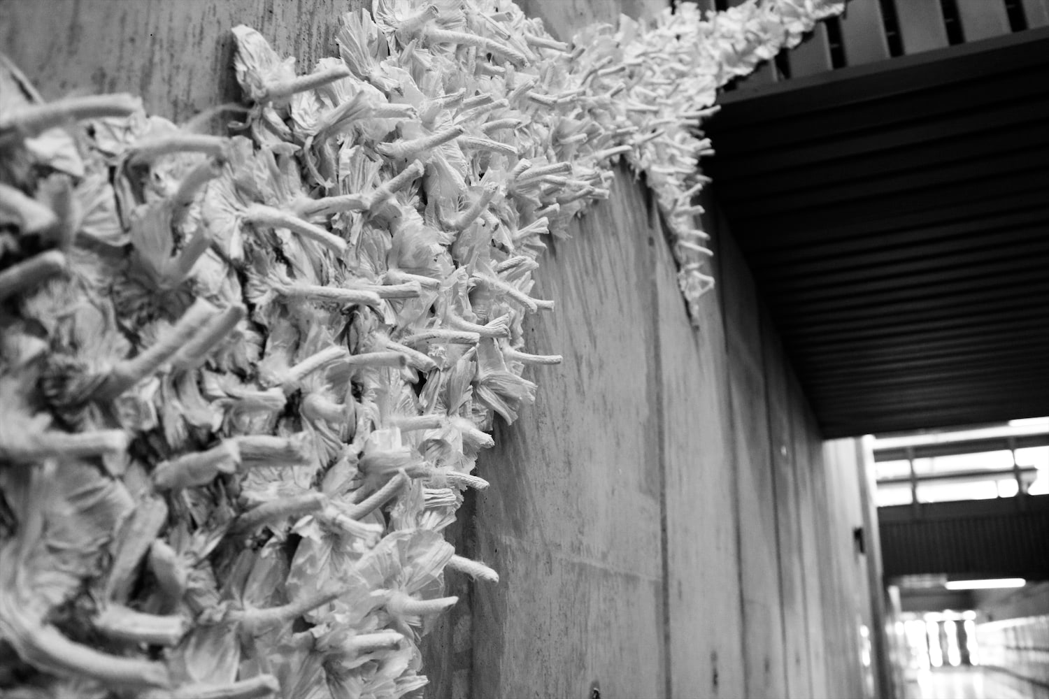 Photo of the installation that shows that the piece was large scale. It grows up a wall and over the ceiling.