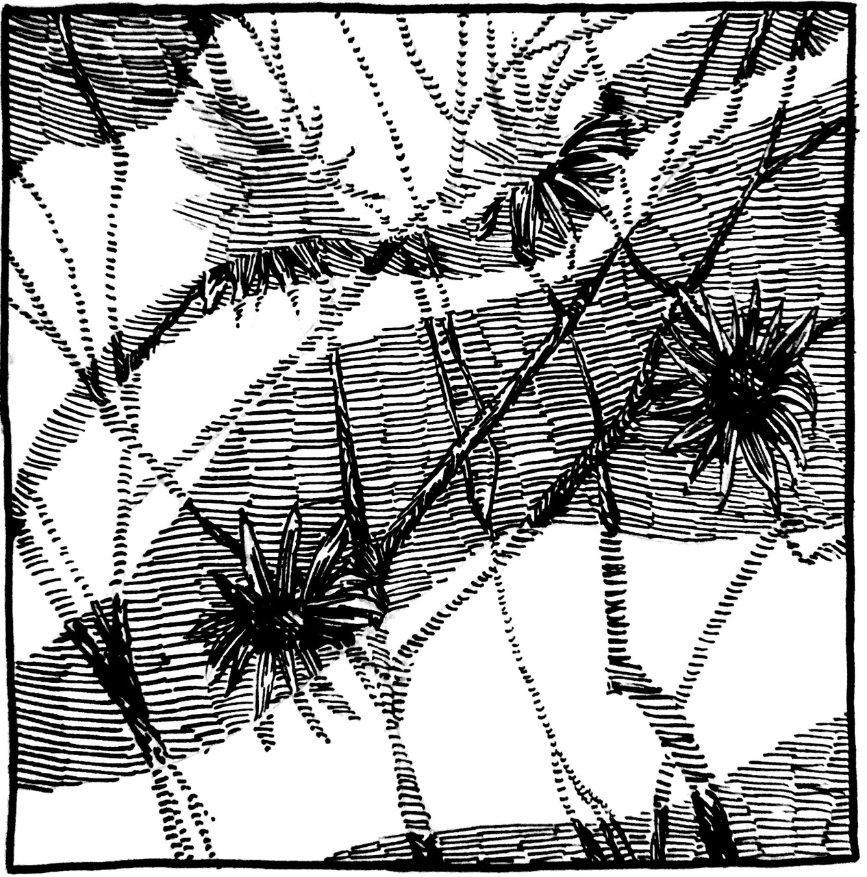 A square pen-and-ink crosshatching illustration of thistle plants on a grey background with a thick wavy semi-translucent white lines overlaid on the image.