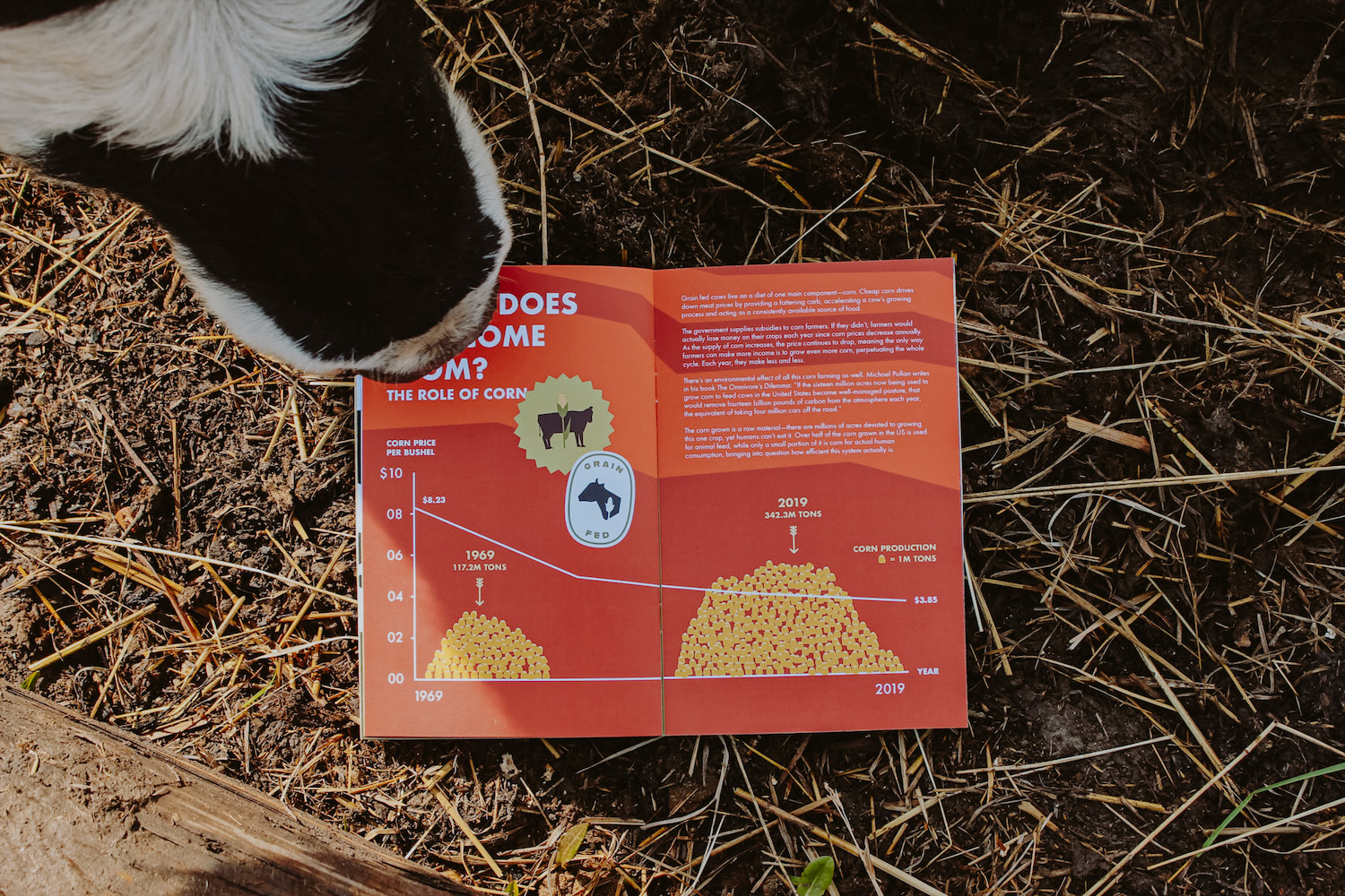 A book spread open on some hay with a cow sniffing it